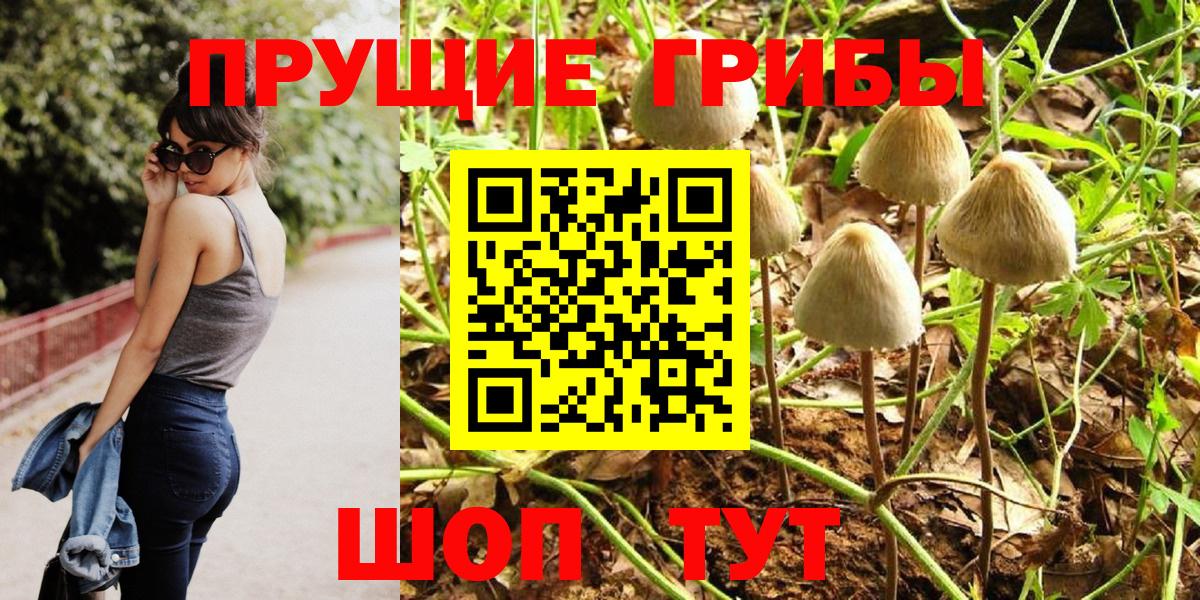 Псилоцибиновые грибы Psilocybe Киселёвск